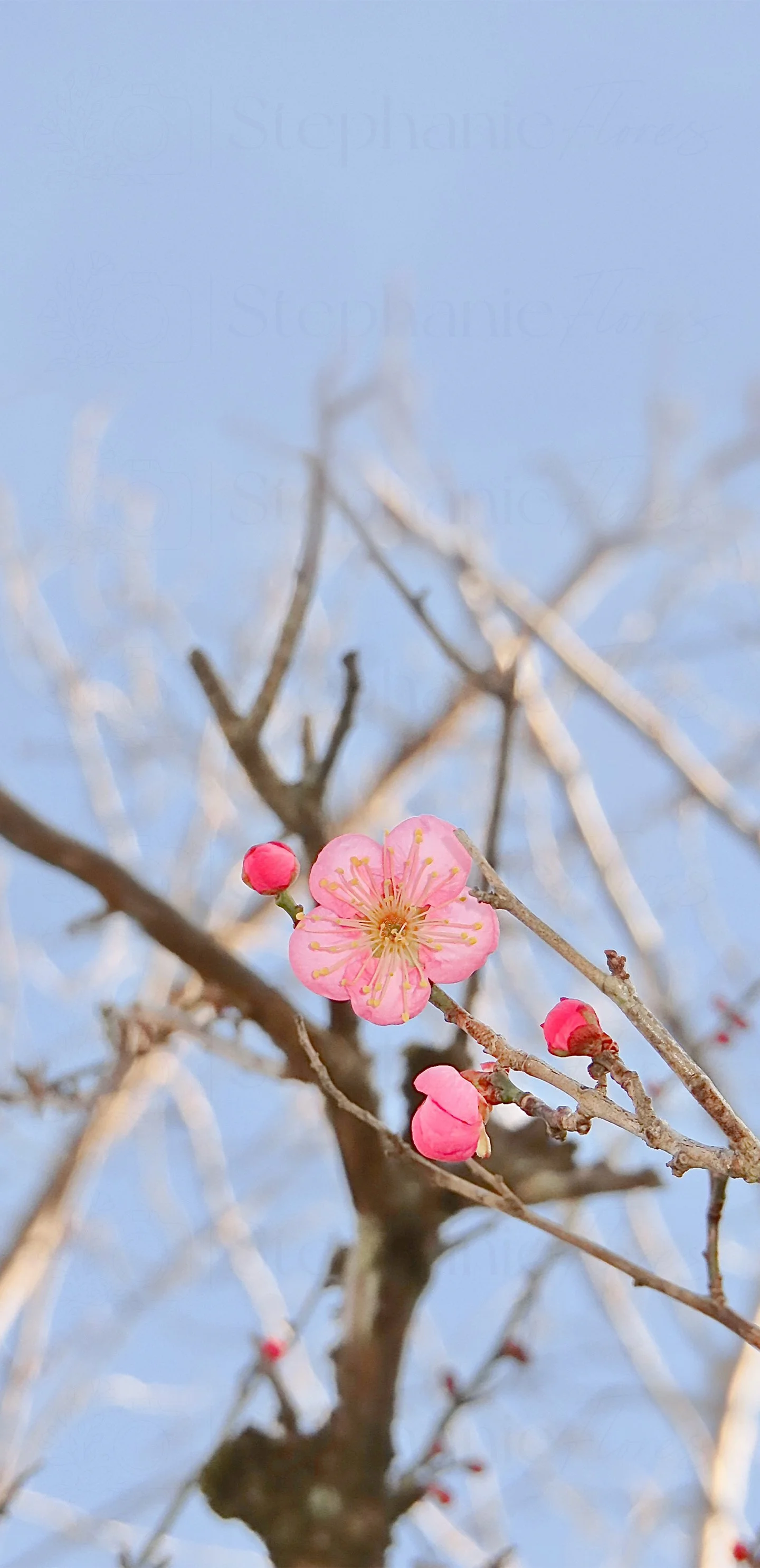 Stephanie Flores - Phone Wall Paper - Spring Blossom - 2 - WM.jpg