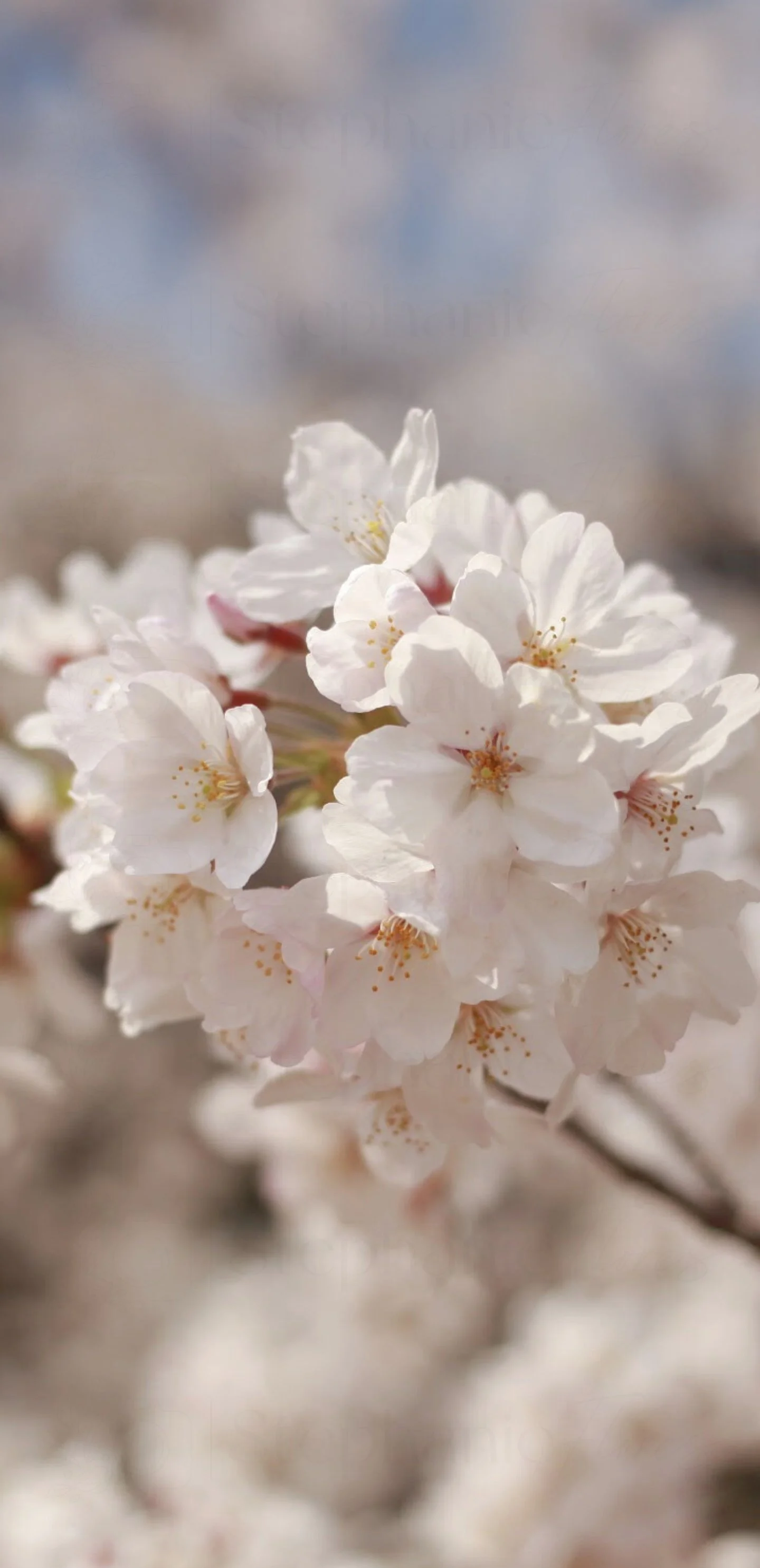 Stephanie Flores Photography - Blossom - Digital Wall Paper - 1- WM.jpg