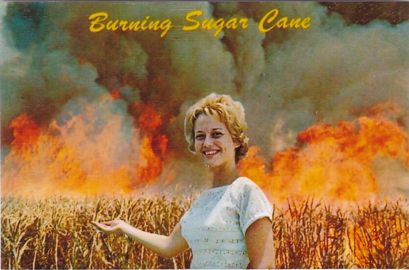 225. Burning Sugar Cane
