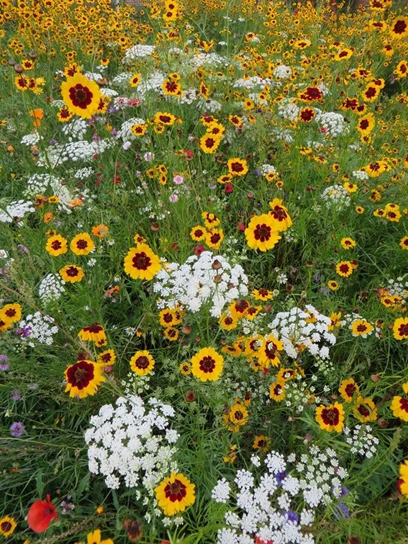 5. Meadow.jpg