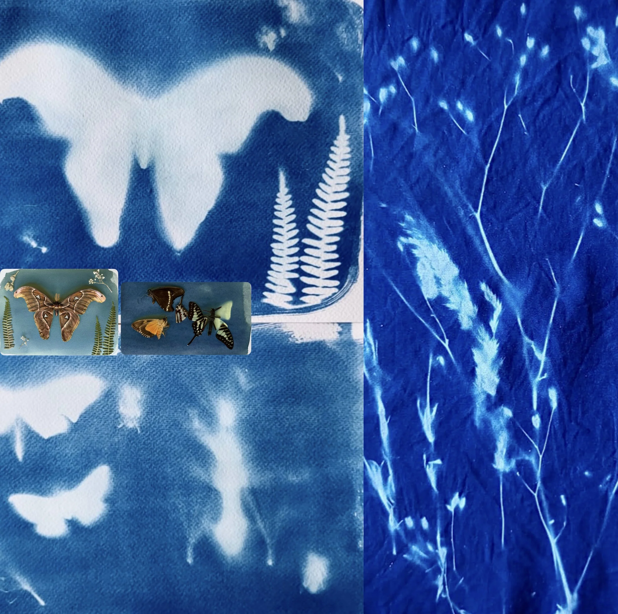 Observing Nature Through Fresh Lens with Lucy Davies