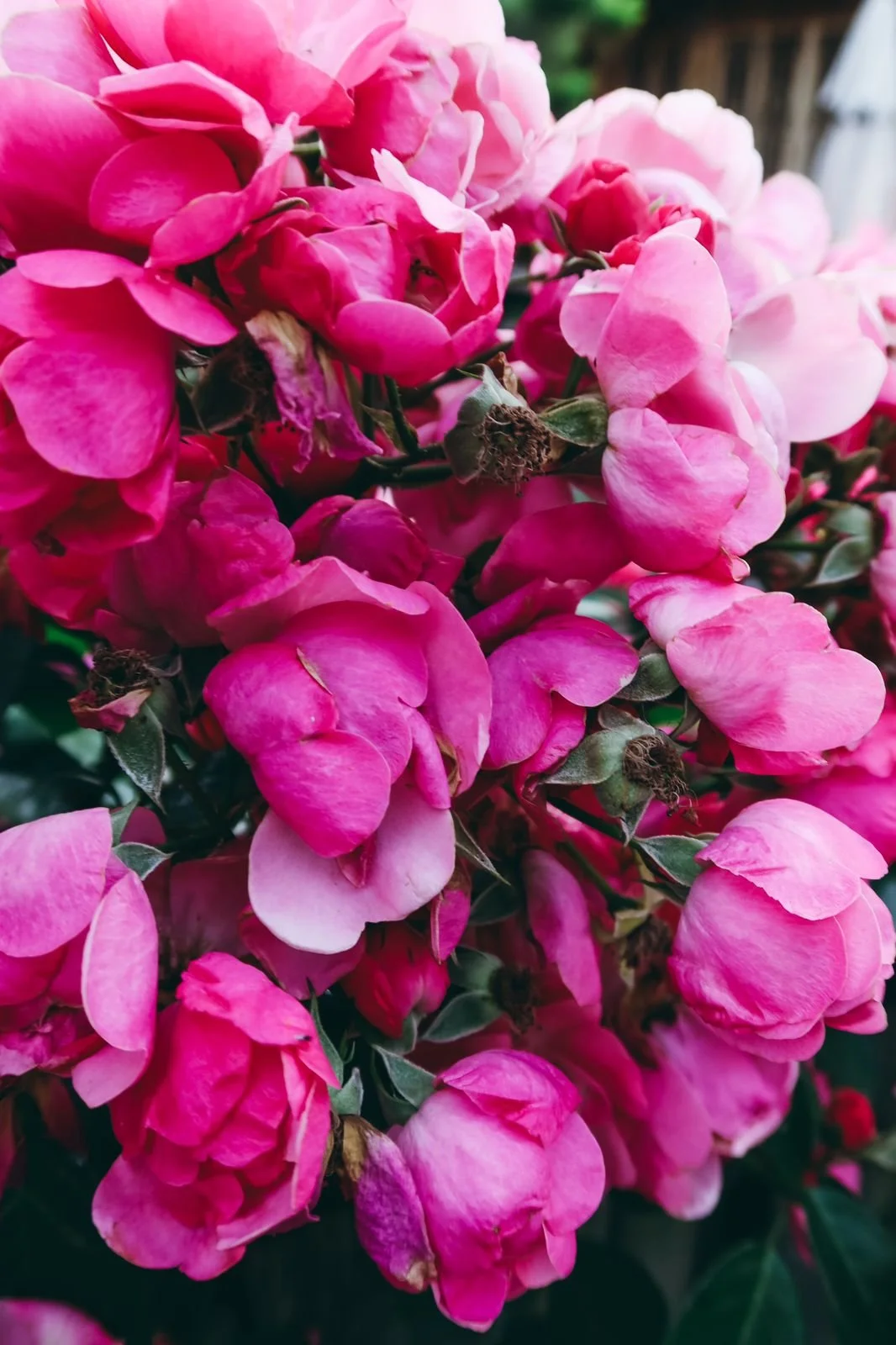 South Korea by Pau Marchant