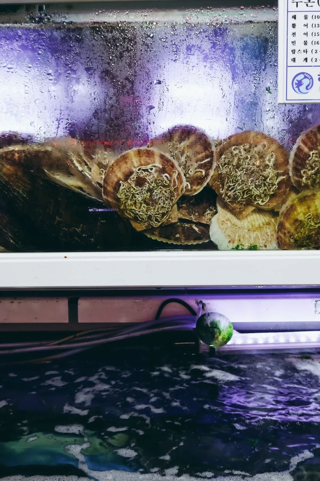 South Korea by Pau Marchant