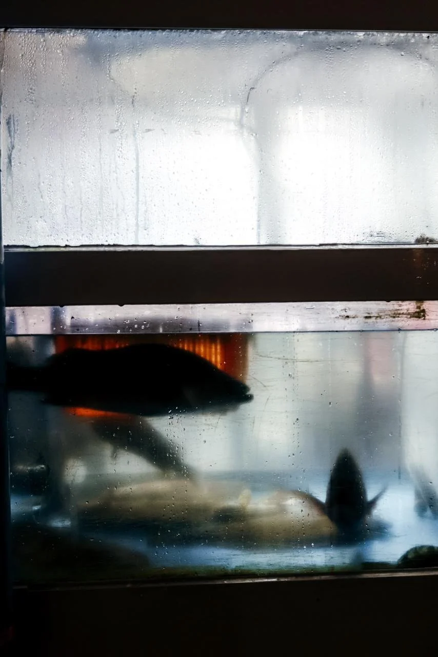 South Korea by Pau Marchant