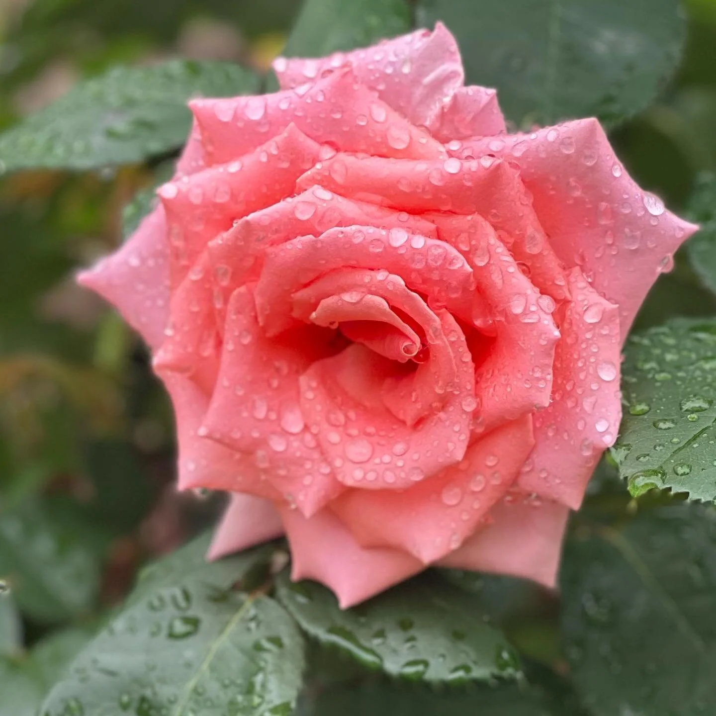 Blessed to have these medicines on the journey of feeling, healing and coming home to the heart.

The Pink Rose of Self-Love

Each Rose has a different spiritual meaning, and different codes of consciousness that support and awaken us on our path 

T