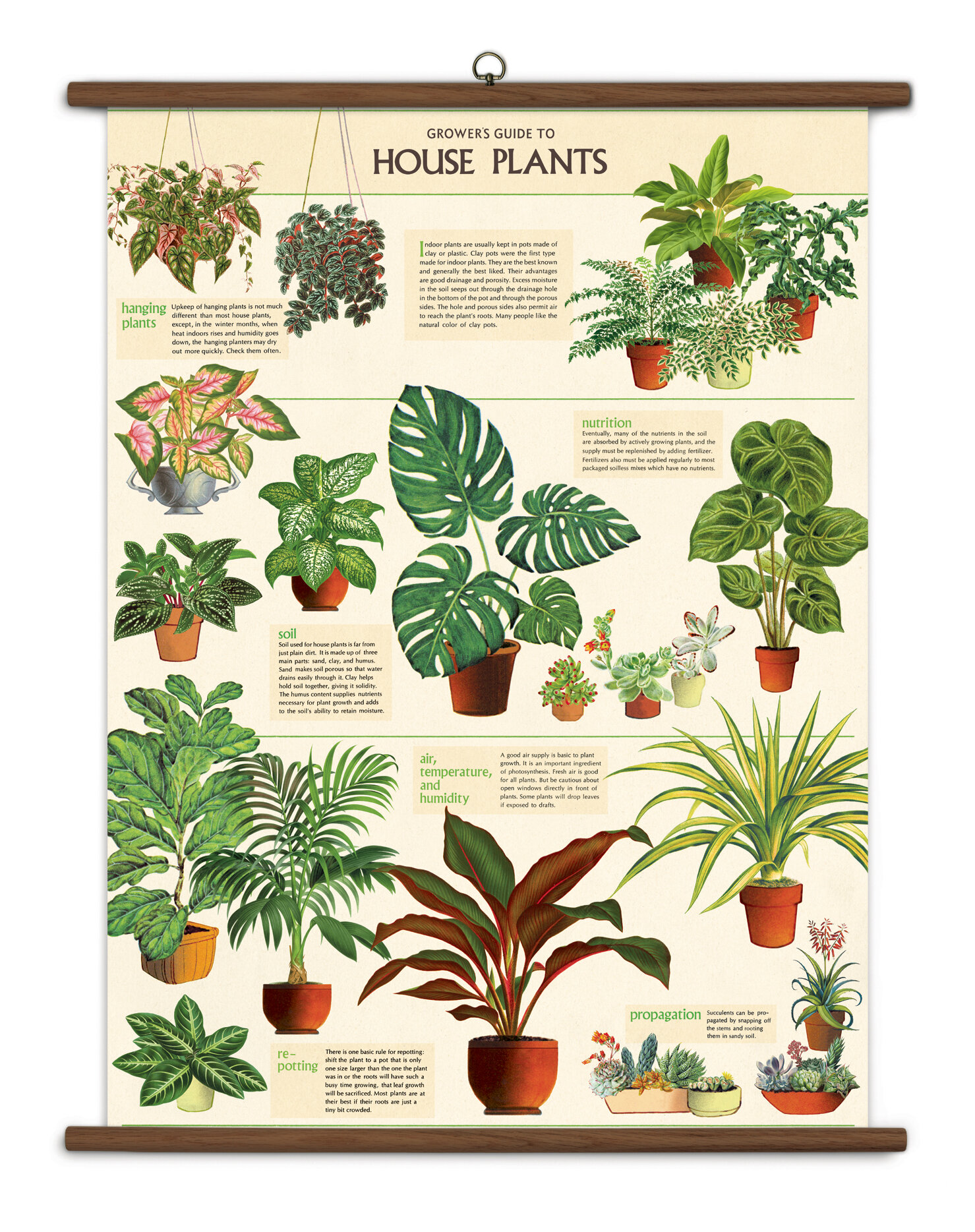 Плакаты растения комнатные и садовые цветы
