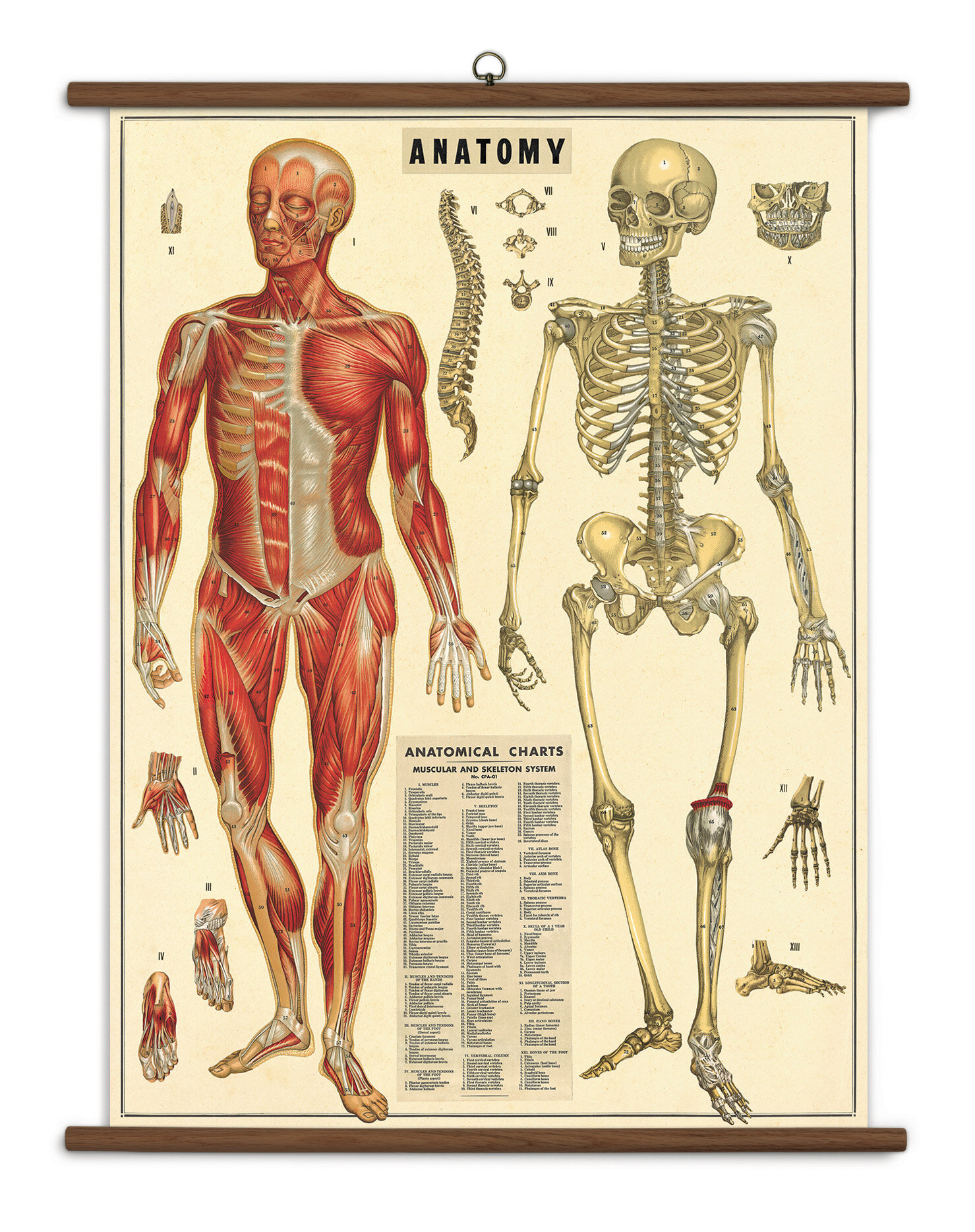 Анатомический плакат. Анатомия. Винтажные анатомические плакаты. Плакаты по анатомии человека. Советский анатомический плакат.