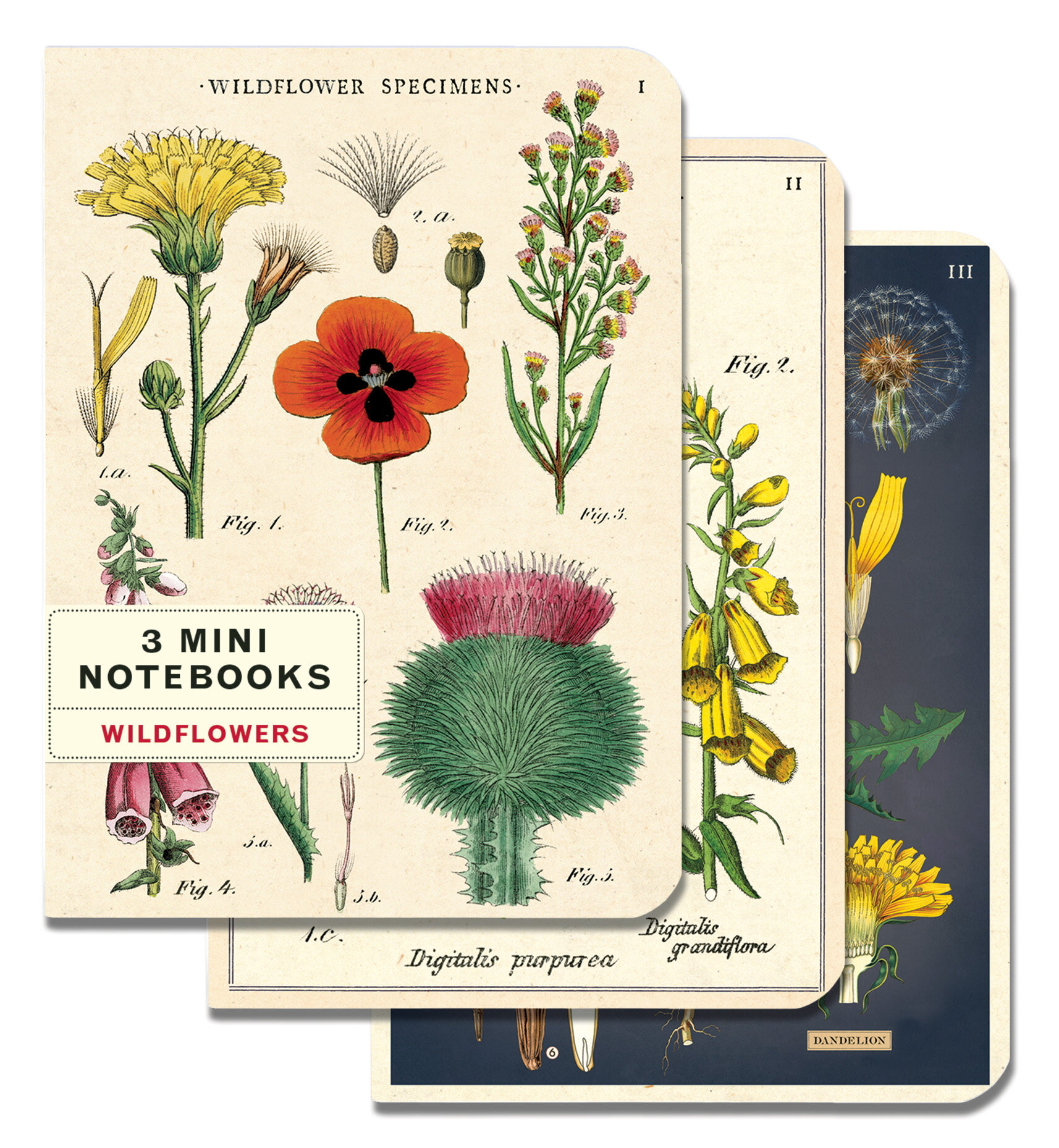 Cavallini Papers & Co. Cavallini Papers & Co.