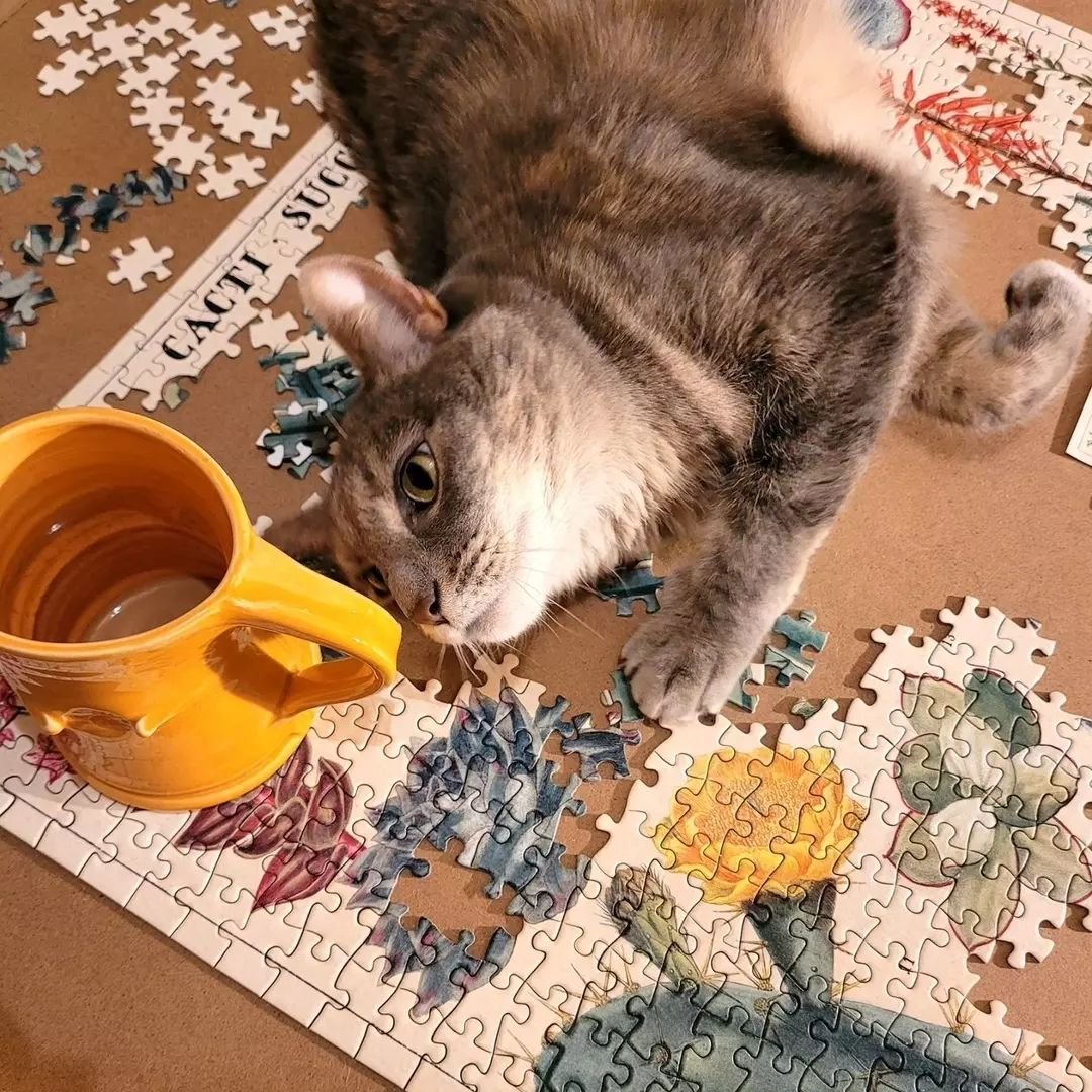 Playful pets are partial to puzzles&nbsp;😼

📸:&nbsp;@chelseyleahscott