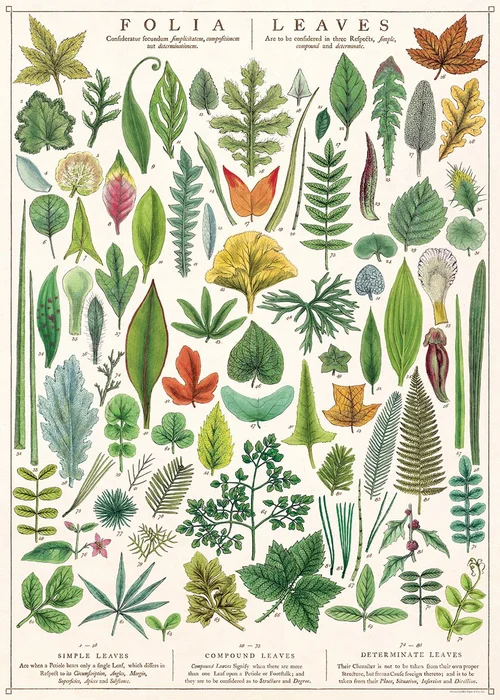 Cavallini Papers &amp; Co.