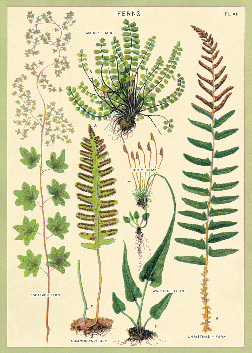 WRAP_FERN.jpg