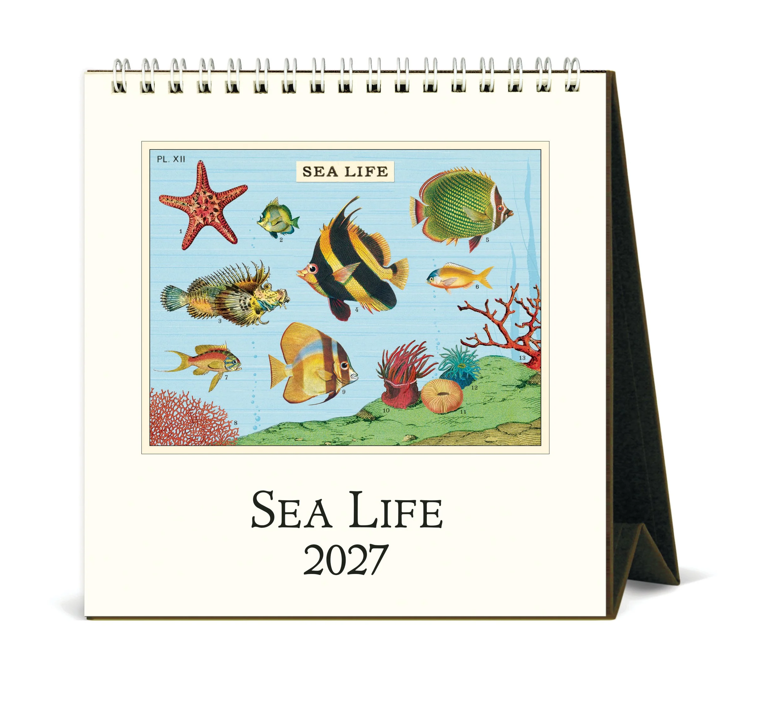 CAL27_12_SeaLife_Desk.jpg