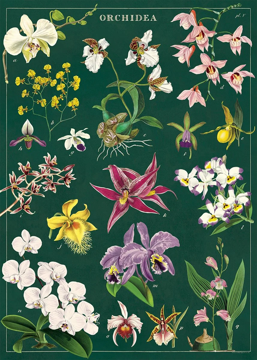 Cavallini Papers &amp; Co.