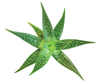 ALOE VERA | Softens and adds glow