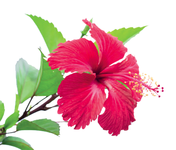 HIBISCUS | Enhances shine &amp; regulates sebum