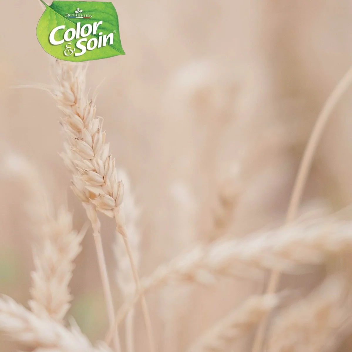 ✨ WHEAT PROTEIN ✨

Naturally derived and deeply nourishing, wheat protein helps soften, protect and strengthen the hair for a healthier-looking shine 🌾

Because beautiful colour starts with cared-for hair 🤍

#ColorAndSoin #WheatProtein #HealthyHair