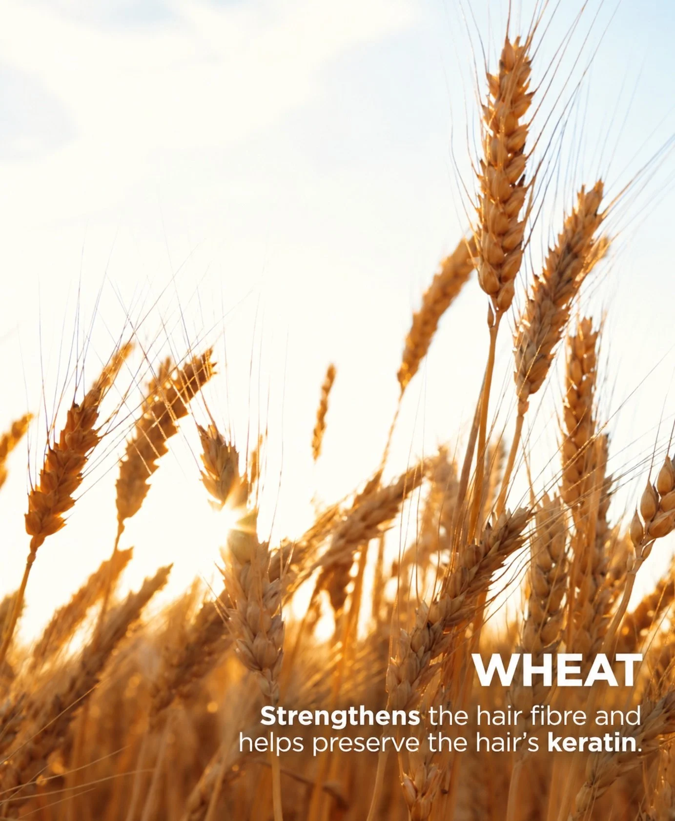 🌾 Naturally caring for your colour.

Wheat is one of the carefully selected plant-based ingredients in Color &amp; Soin, helping to strengthen the hair fibre and preserve the hair&rsquo;s keratin.

Because beautiful colour should go hand in hand wit