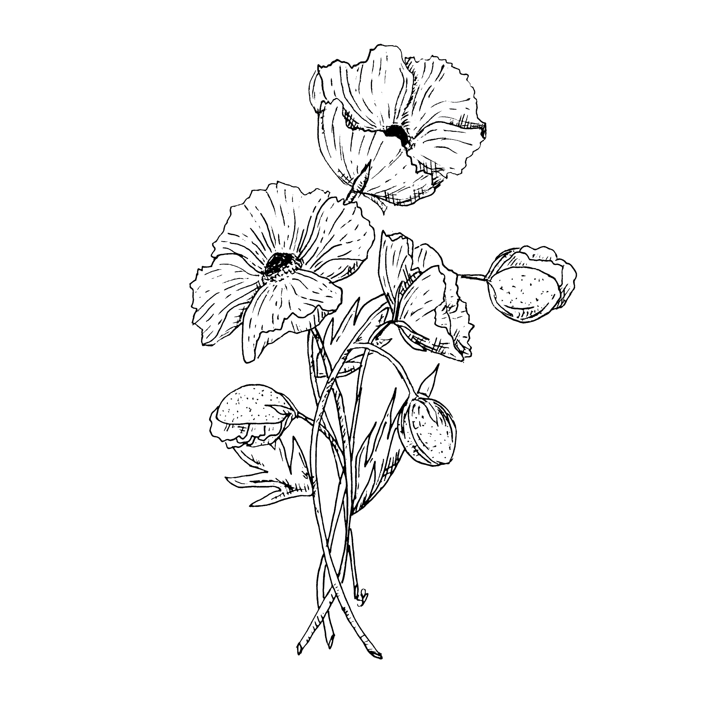 Poppy.png