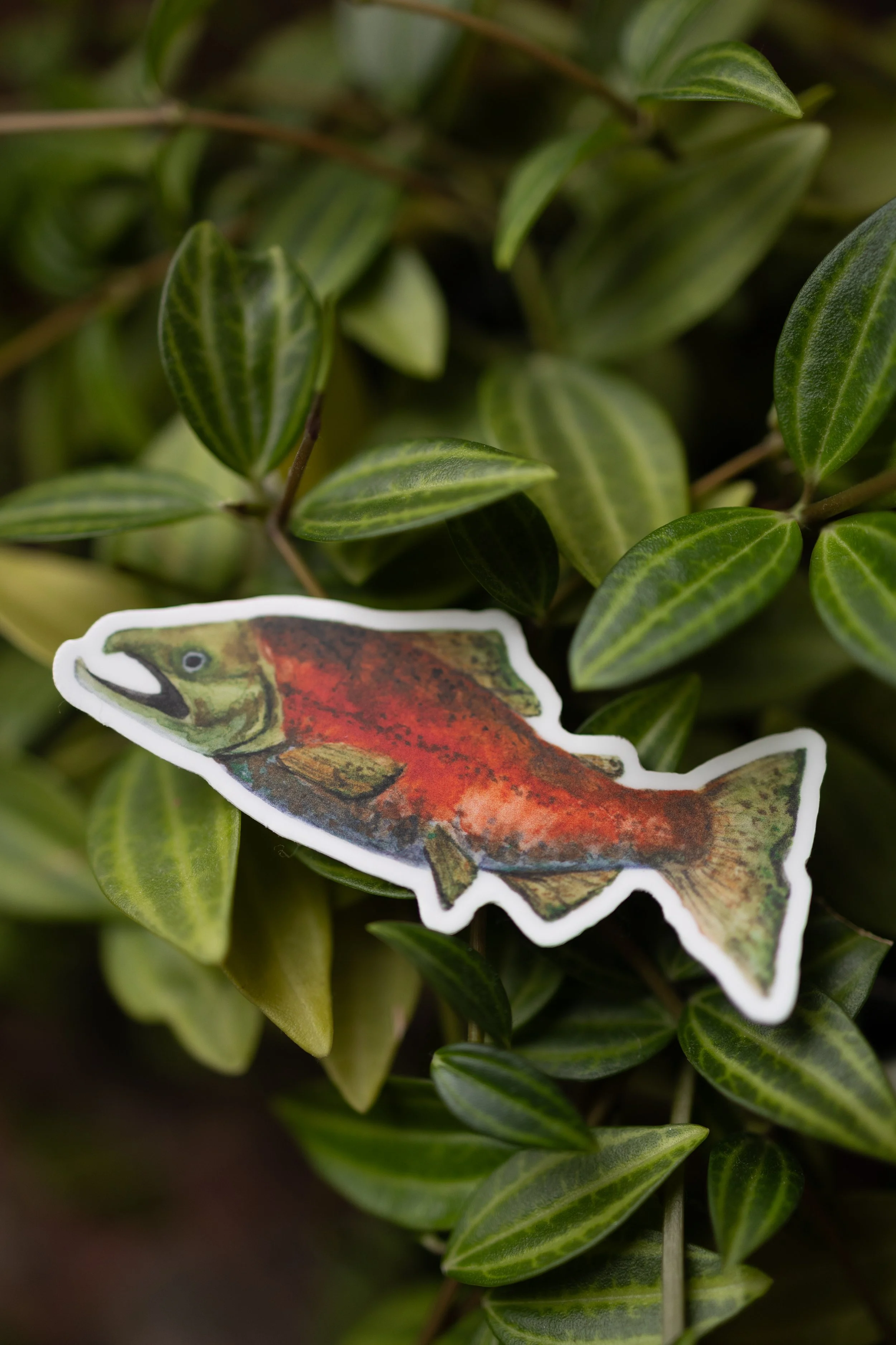 Sticker - Salmon