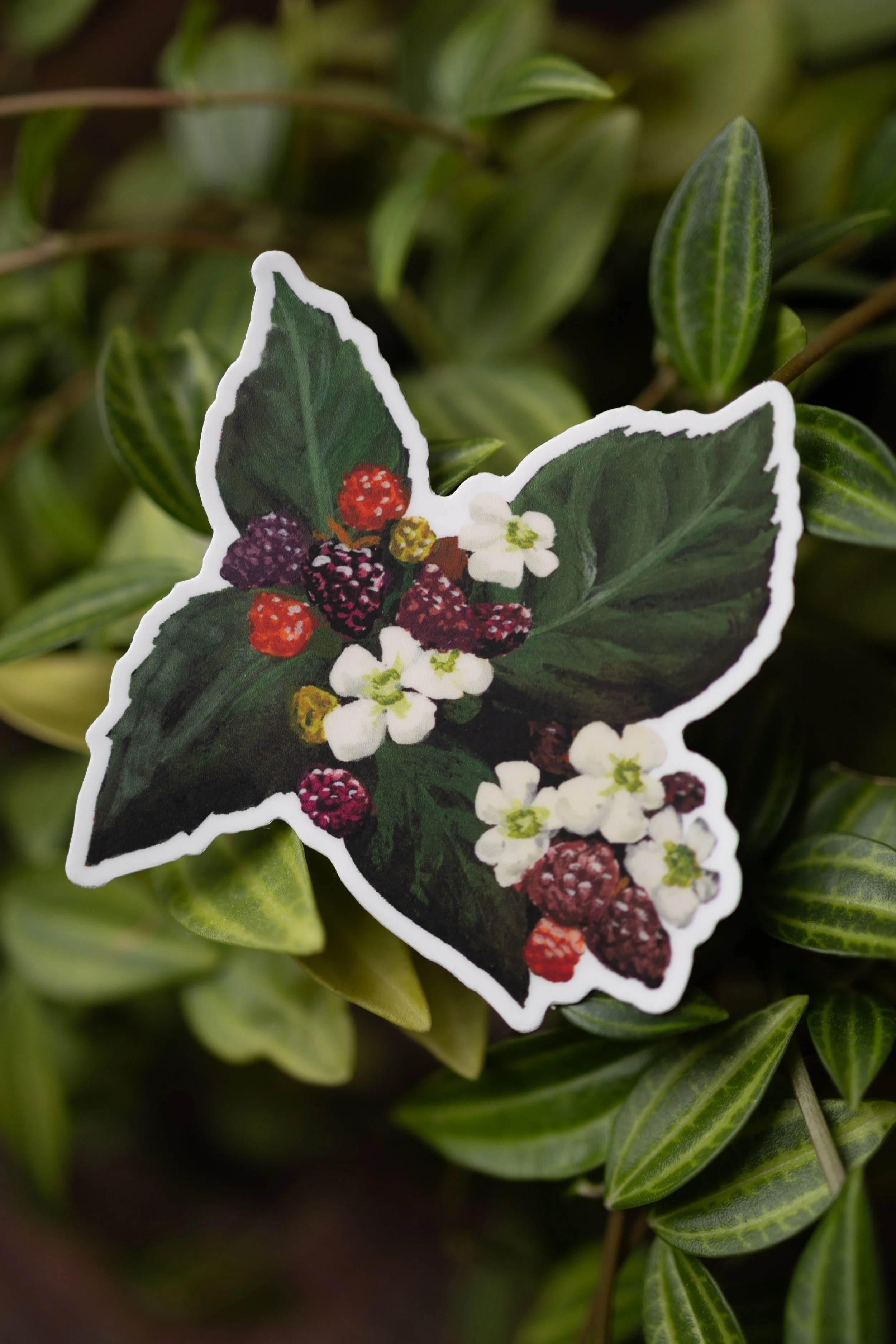 Sticker - Blackberries