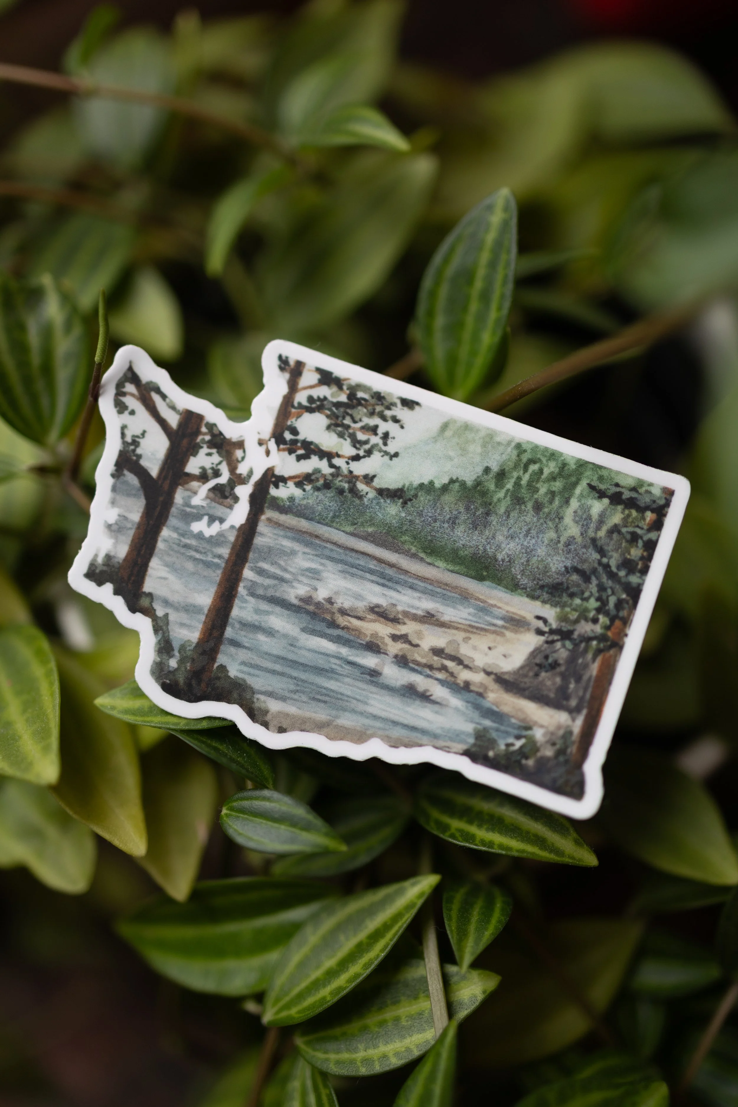 Sticker - Washington Shore