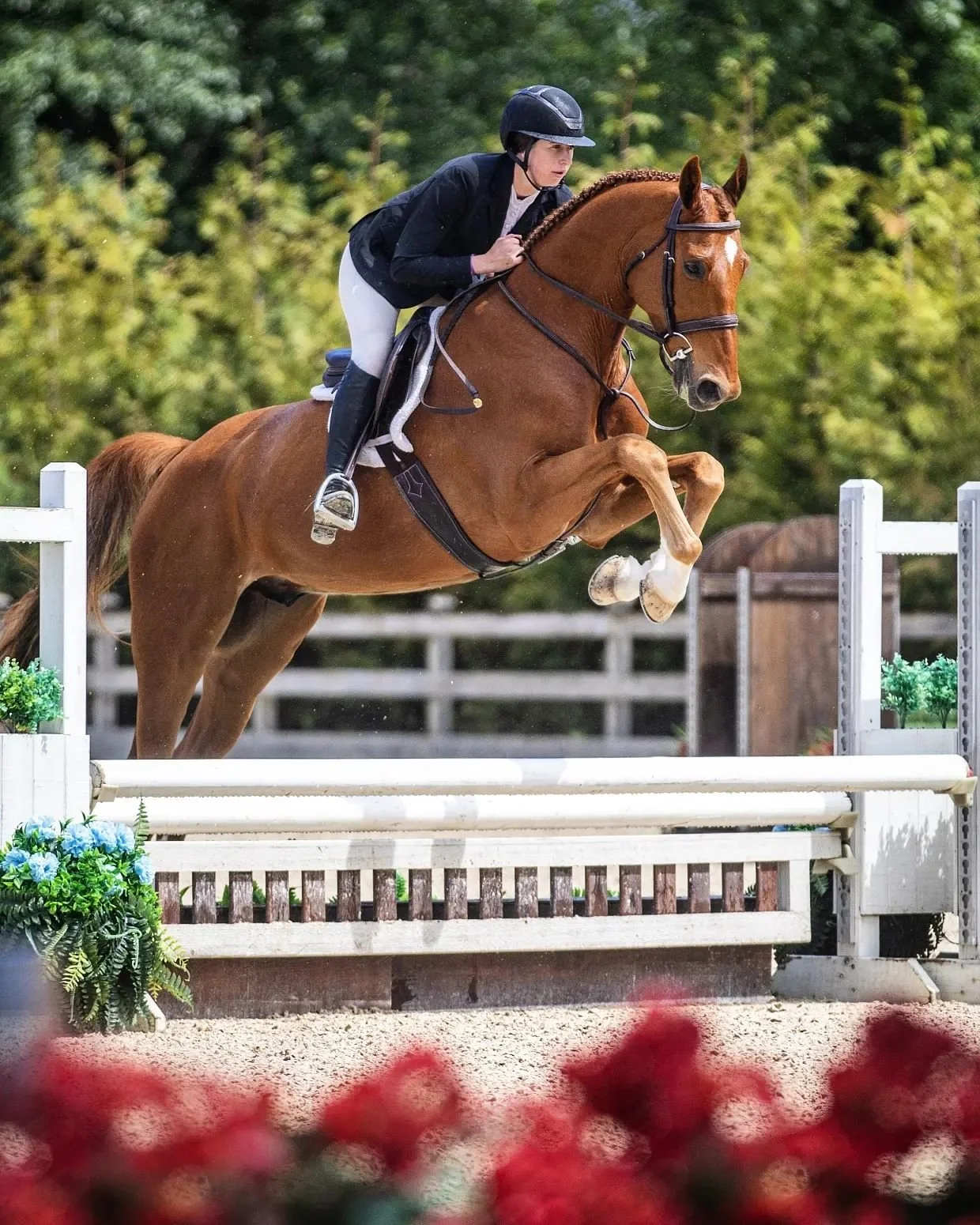 Theodore had super rounds for his first time in the hunter ring with @miller_sara_ this week. We are excited for the continued development and collaboration on this super young horse 🍑

#hunter #babygreen #hunterjumper #andypur #toulon #kneestonose