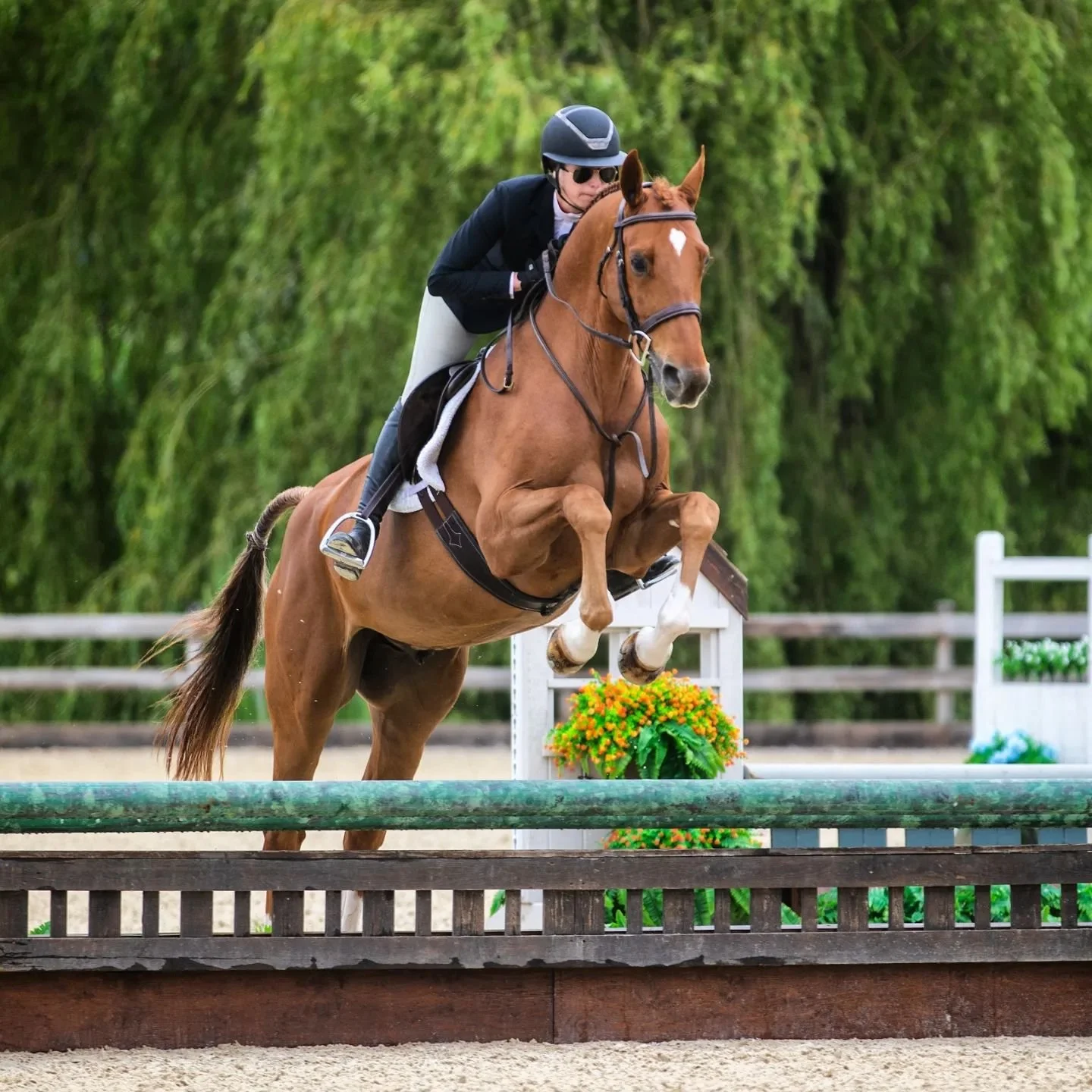 Theodore had many beautiful rounds across the week with @miller_sara_ in the Baby Greens &amp; @suzybandana in the 2'3 Hunters/Eq picking up numerous ribbons along the way. The future looks bright for this one 🧡🍊

#hunter #andypur #bwp #huntereq #y