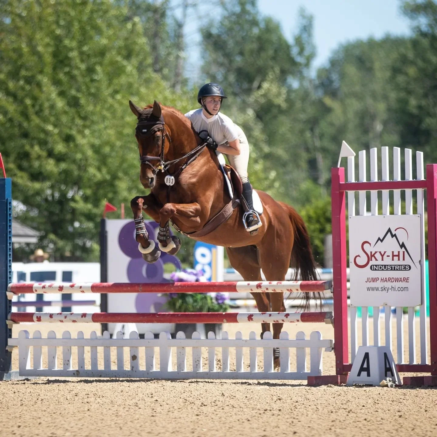 Team Nevada put in beautiful rounds all week of the Western Family 🧡 @sarah._.eq took to the 2'9 hunters for their first show together, followed by @mikaya_l in the weekend 0.90m jumpers. Congrats to both on a successful show 💪🏻

#ottb #thoroughbr