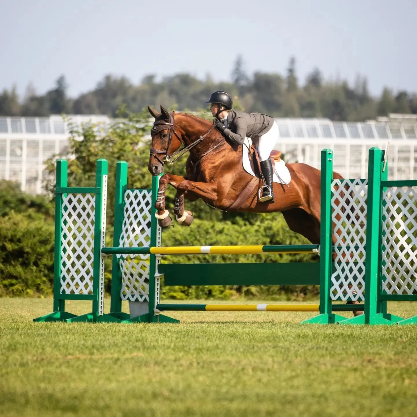 Mikaya &amp; Nevada had great rounds across both rings Week 1 with numerous ribbons including 1st in the 0.90m. They also had a beautiful round in the competitive Jr/Am derby just 1 point out of the ribbons 🦄🧡 

#ottb #thoroughbred #hunterderby #hu