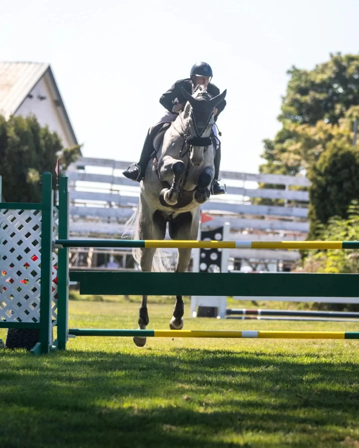 Minardi ZW was placed all week in the 1.20m and jumped spectacularly in the technical 1.25m Grand Prix with just 1 down. We are so proud of this wonderful 7yo 🤍 

#kwpn #showjumping #springpaard #douglas #indoctro