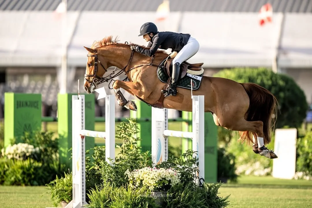 Northon (2018 Zirocco Blue VDL x Cantos)