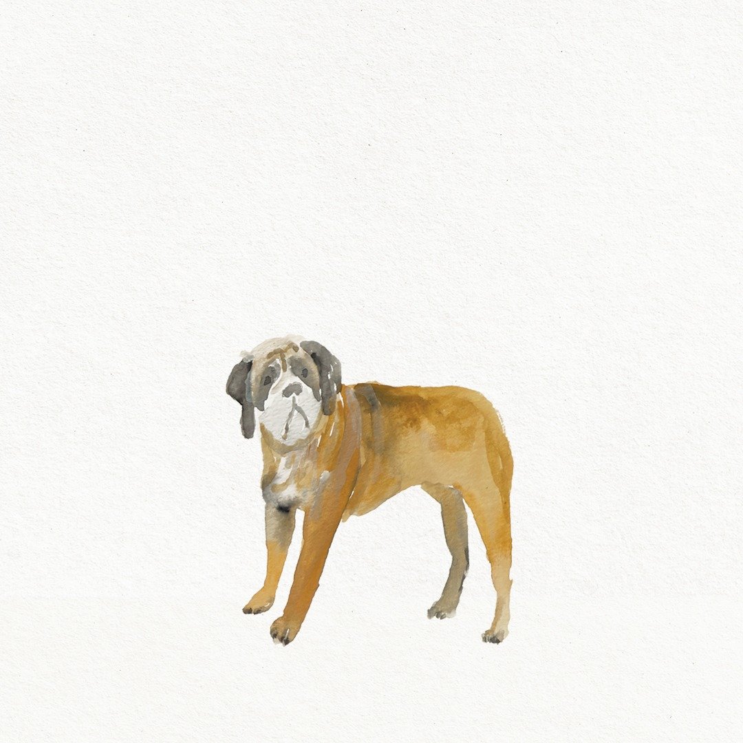 William the dog in France