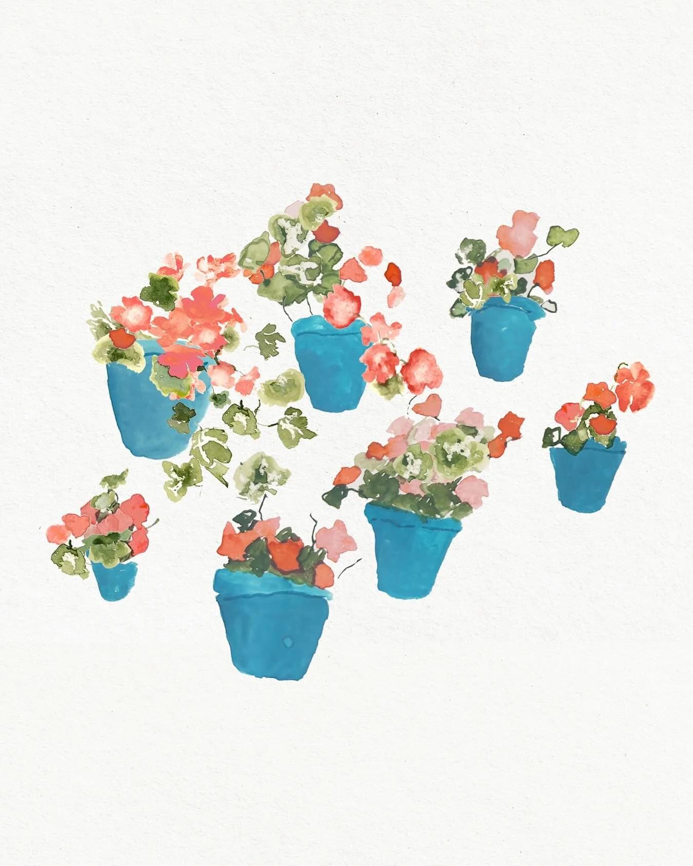 Happy geraniums for an upcoming wedding in Marbella