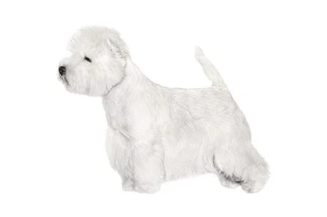 WestHighlandWhiteTerrier.jpeg