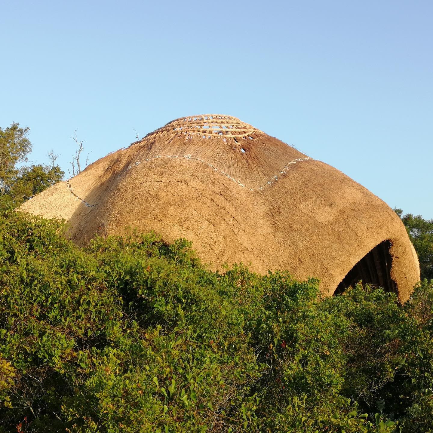 Design and build with Mediterranean Cane 2022
Alcantarilha, Portugal
Organised by @canyaviva 
Roof thatching by @animamealgarve 

#eartharchitecture #cane  #naturalmaterials #bioconstruction 

 #sustainability #ecofriendly #design #greenarchitecture 