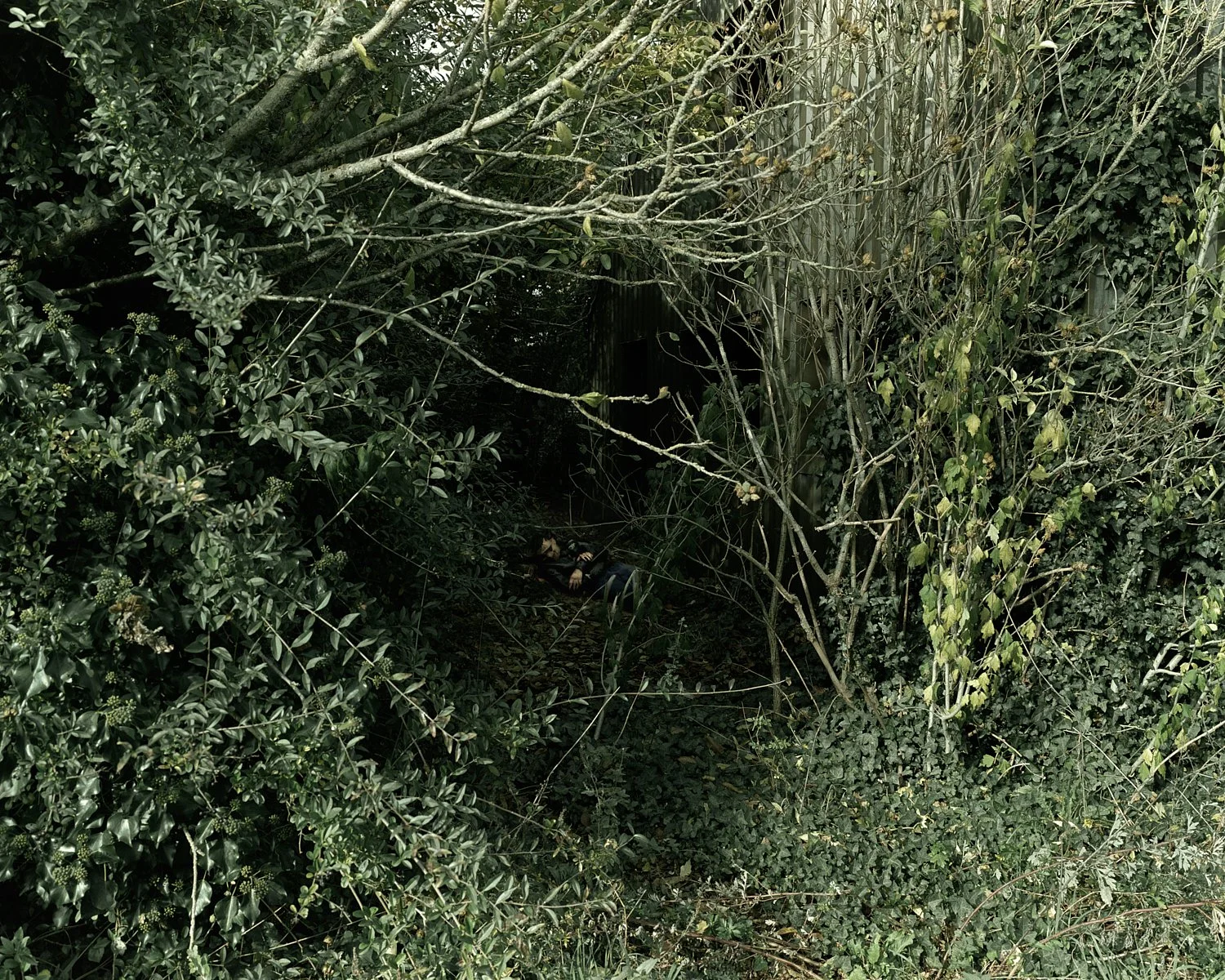 Body in the brush,
Familiar? I can't tell now,
What was I seeking?