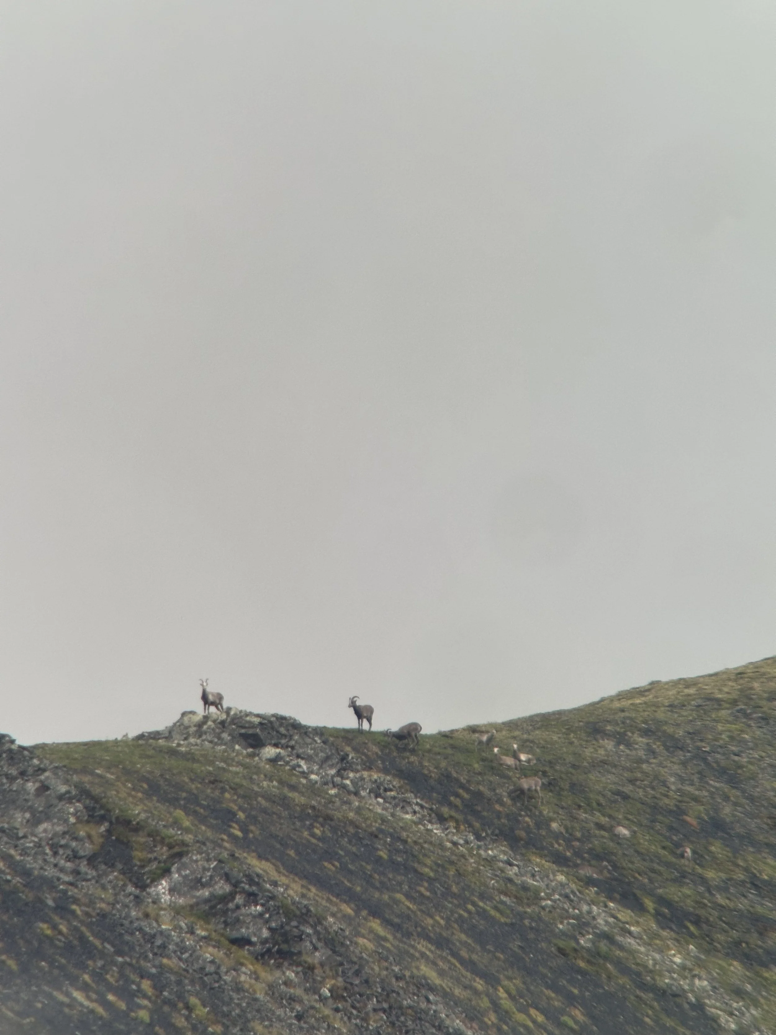 Yakutia Snow Sheep Alvaro 1.jpg