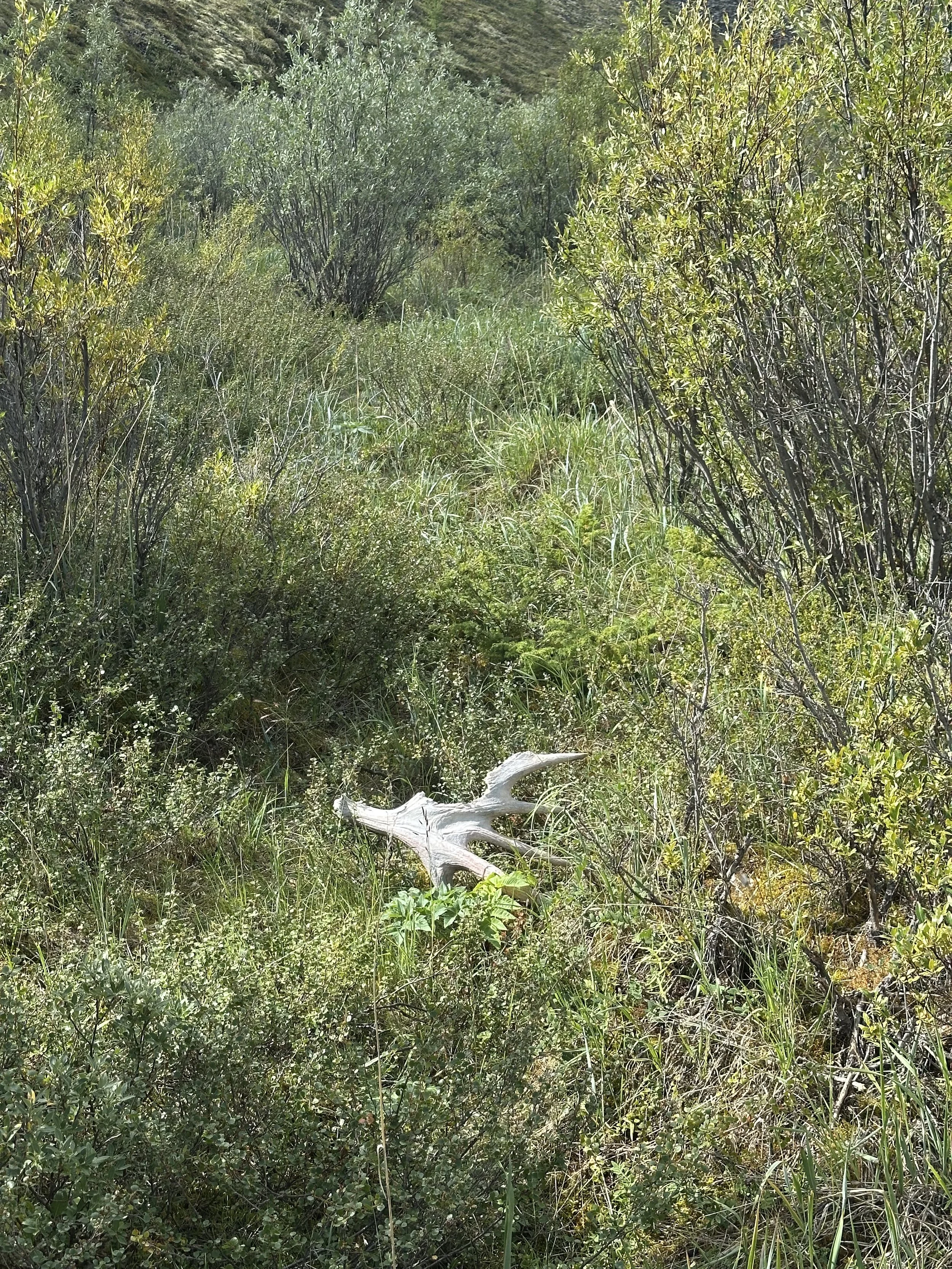 Yakutia Snow Sheep Alvaro 2.jpg