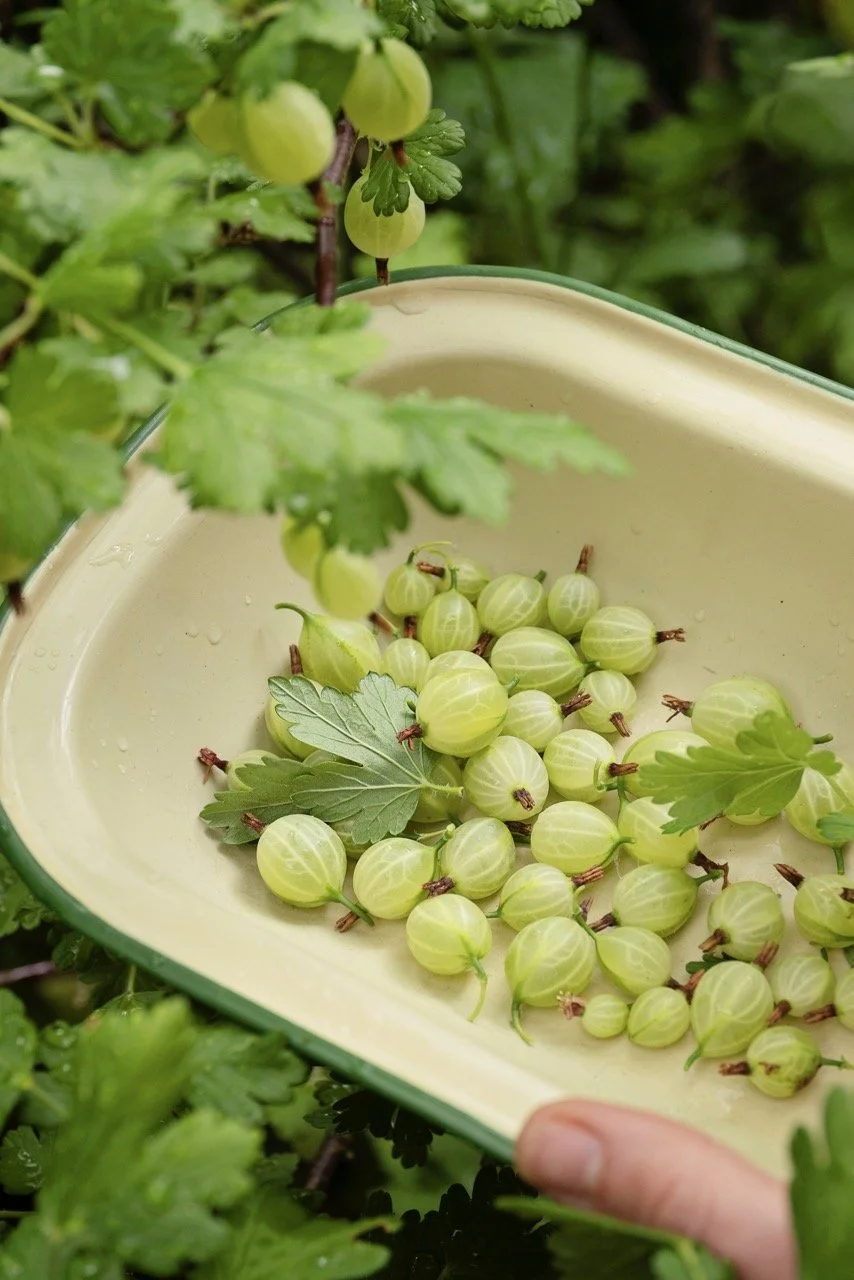Gooseberries-InMyTrug-03795 Large.jpeg