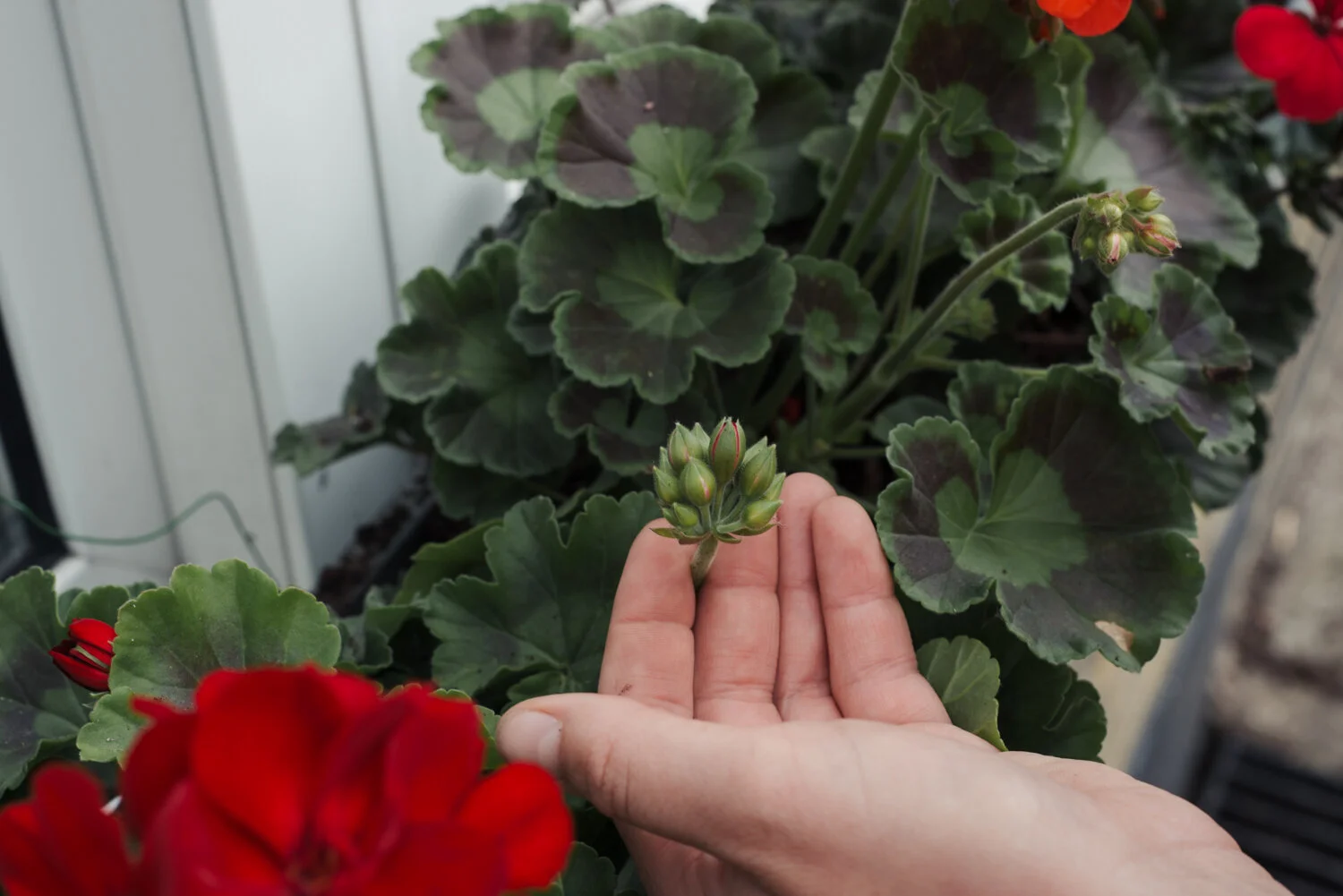 How To Plant Red Geranium Window Boxes Of Dreams Hannah Bullivant Seasonal Interior Stylist Decluttering Expert