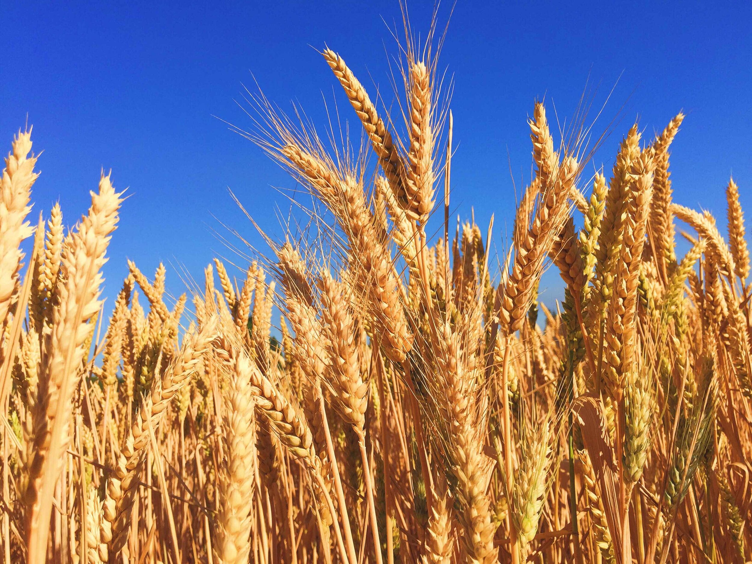El ABC de alimentación para celiacos
