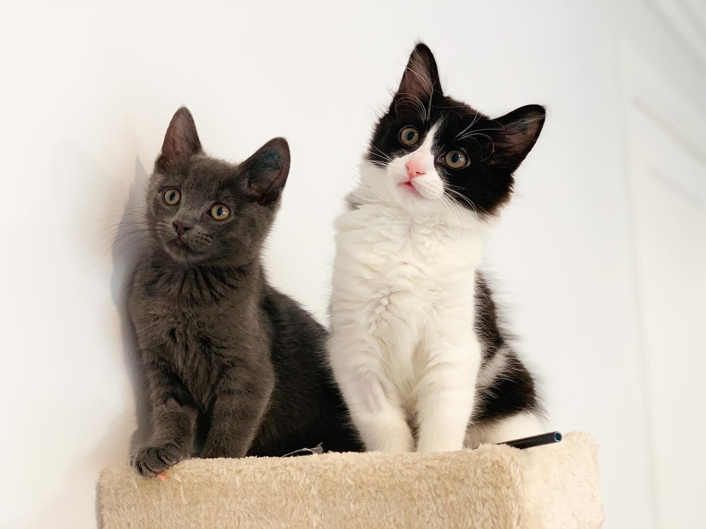 Foster Kittens Of Melbourne