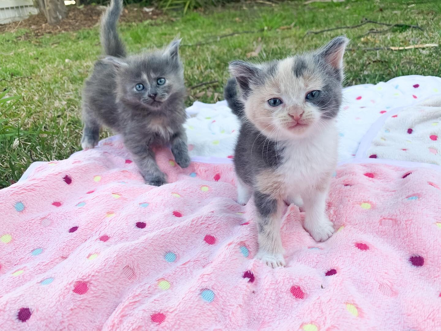 FAQ — Foster Kittens Of Melbourne
