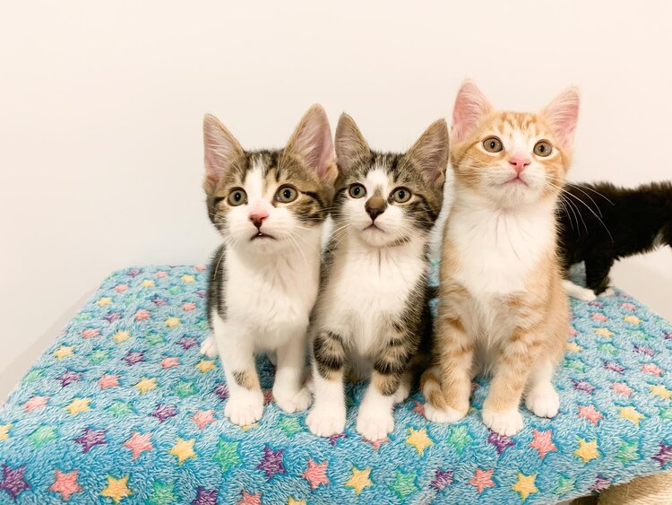 Volunteer — Foster Kittens Of Melbourne