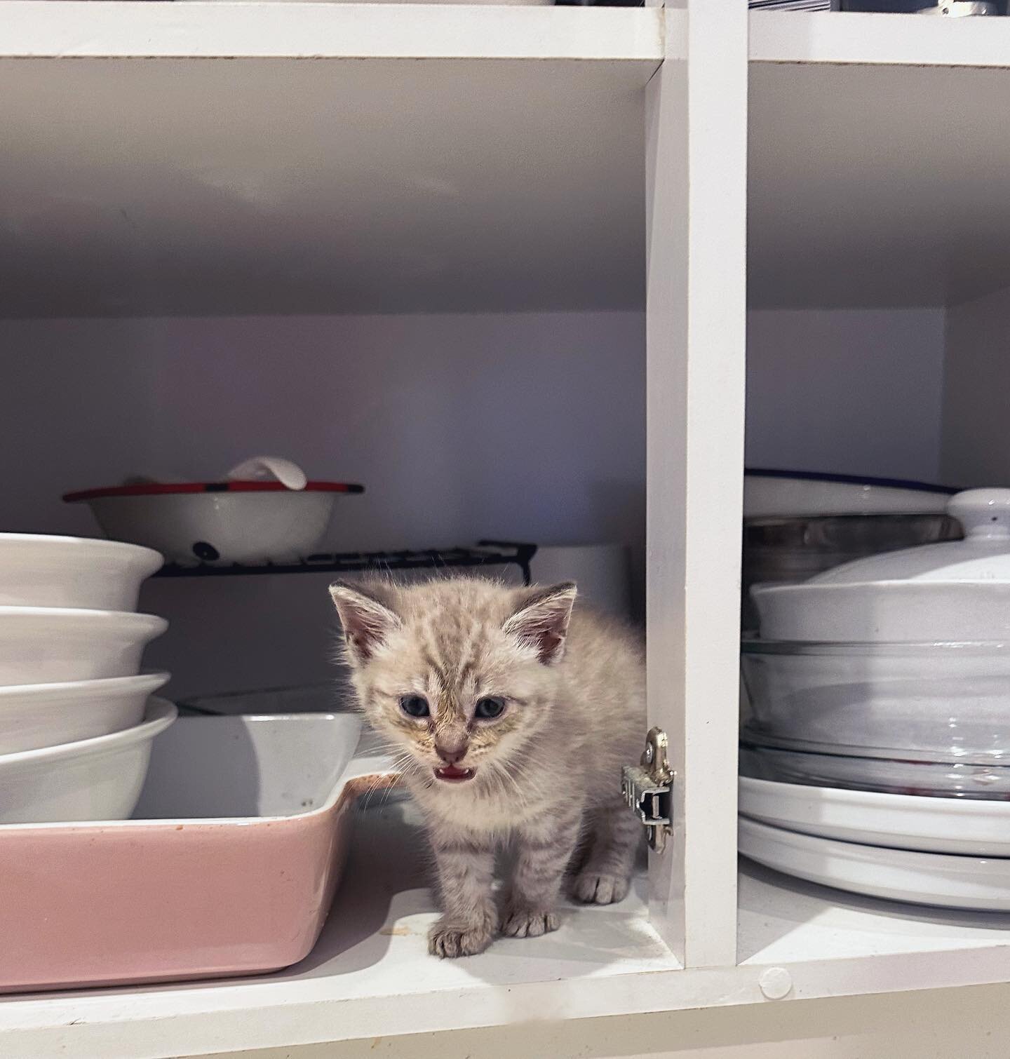 Here at FKOM we like to put our kittens to work. Valentina here is helping her foster mum empty the dishwasher and she&rsquo;s doing a mighty fine job! 

What a great skill to put on her adoption profile! 

#cats #catsofinstagram #catstagram #kittens