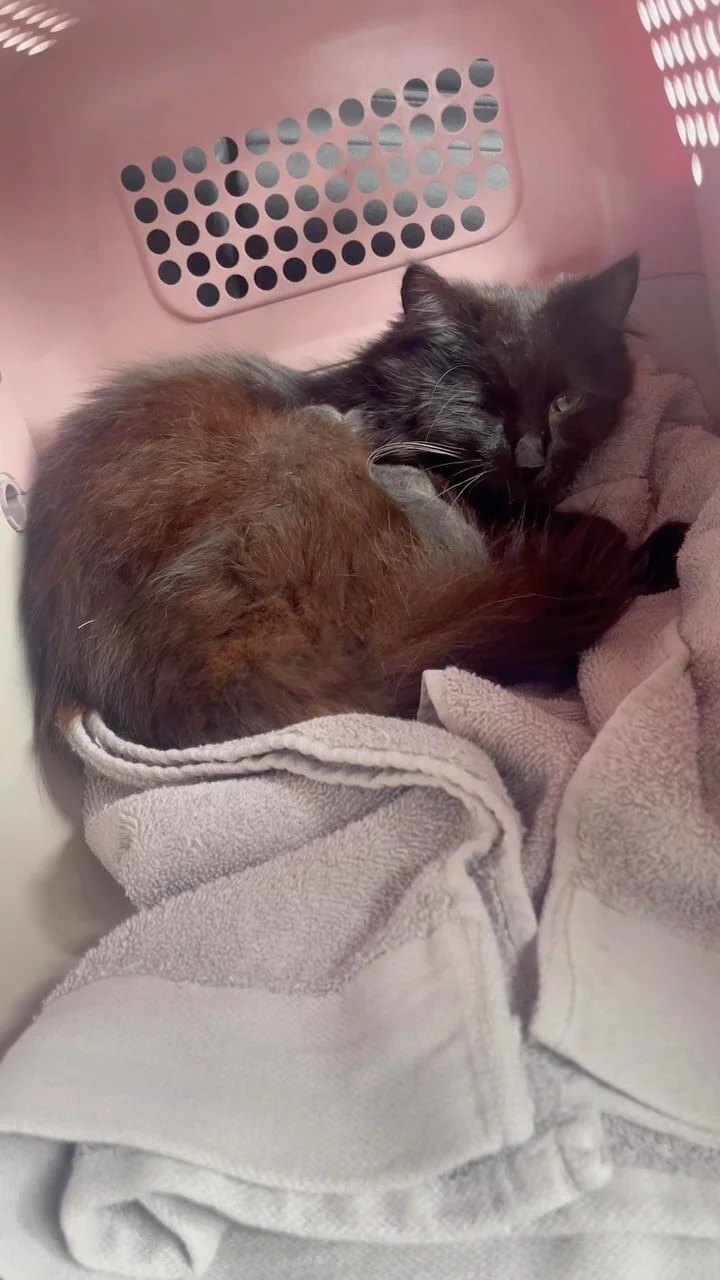 Foster Kittens Of Melbourne