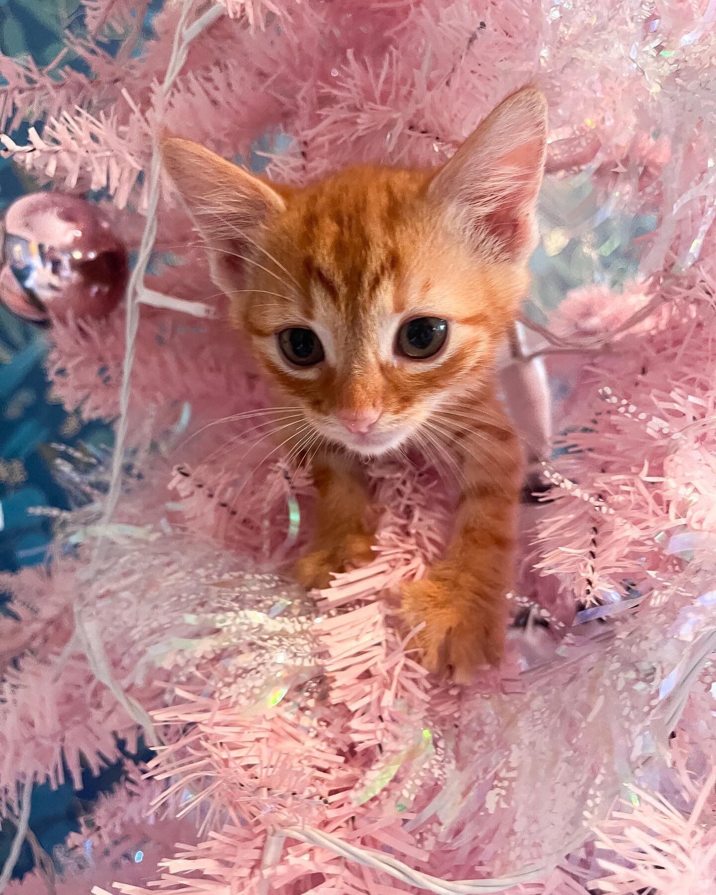 Peter can&rsquo;t wait to meet you all at our adoption day next weekend! We&rsquo;ll be announcing all of our attendees later in the week. 

💗✨

#cats #catsofinstagram #catstagram #catsofaustralia #kittens #kittensofinstagram #kittenseason #adopt #a