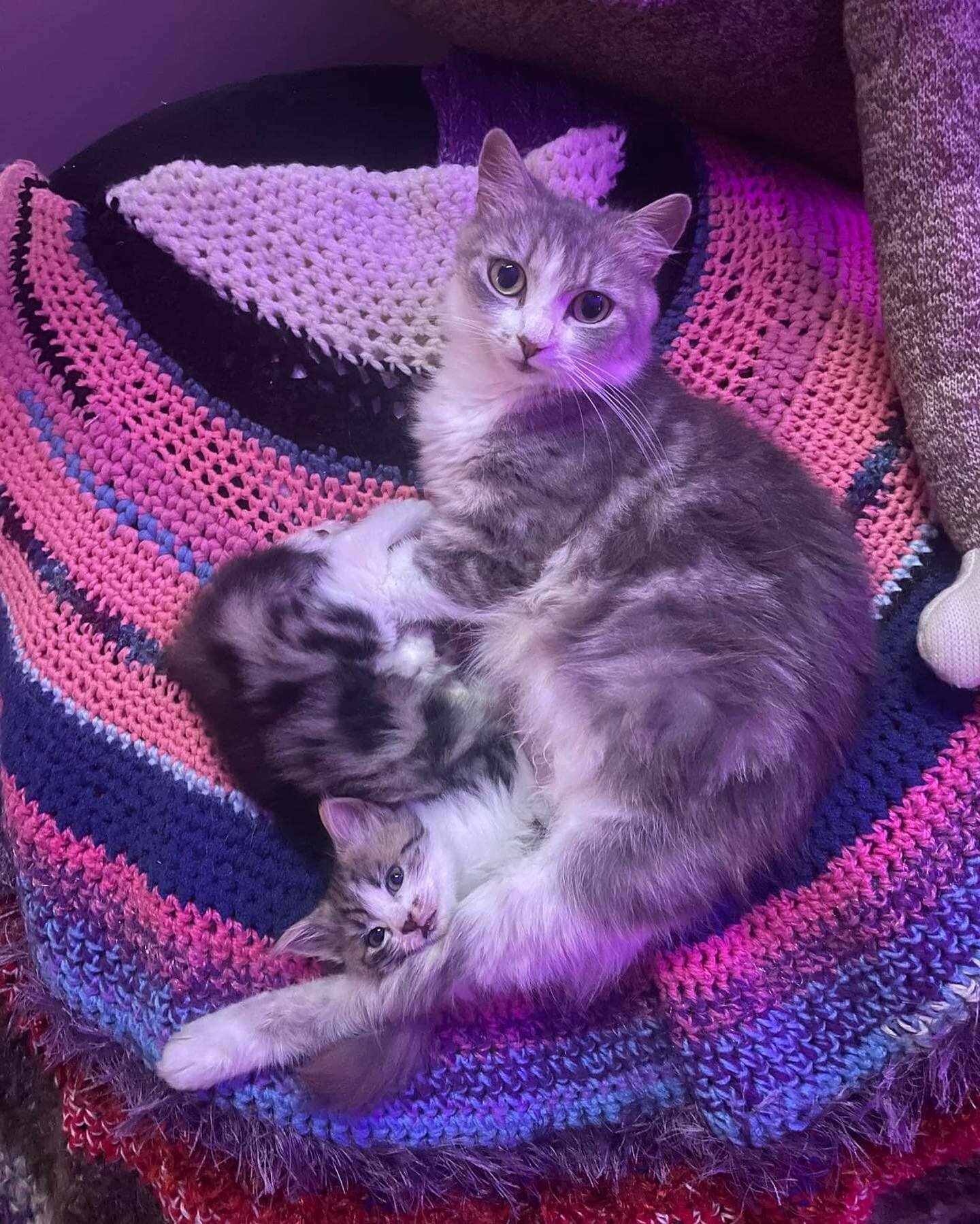 Jessica &amp; Anthony have been in foster care for a couple of weeks after being found outside by concerned members of the public. 

We are so grateful they are in our care and being loved on and spoilt by their foster mum. 

Don&rsquo;t you just wan