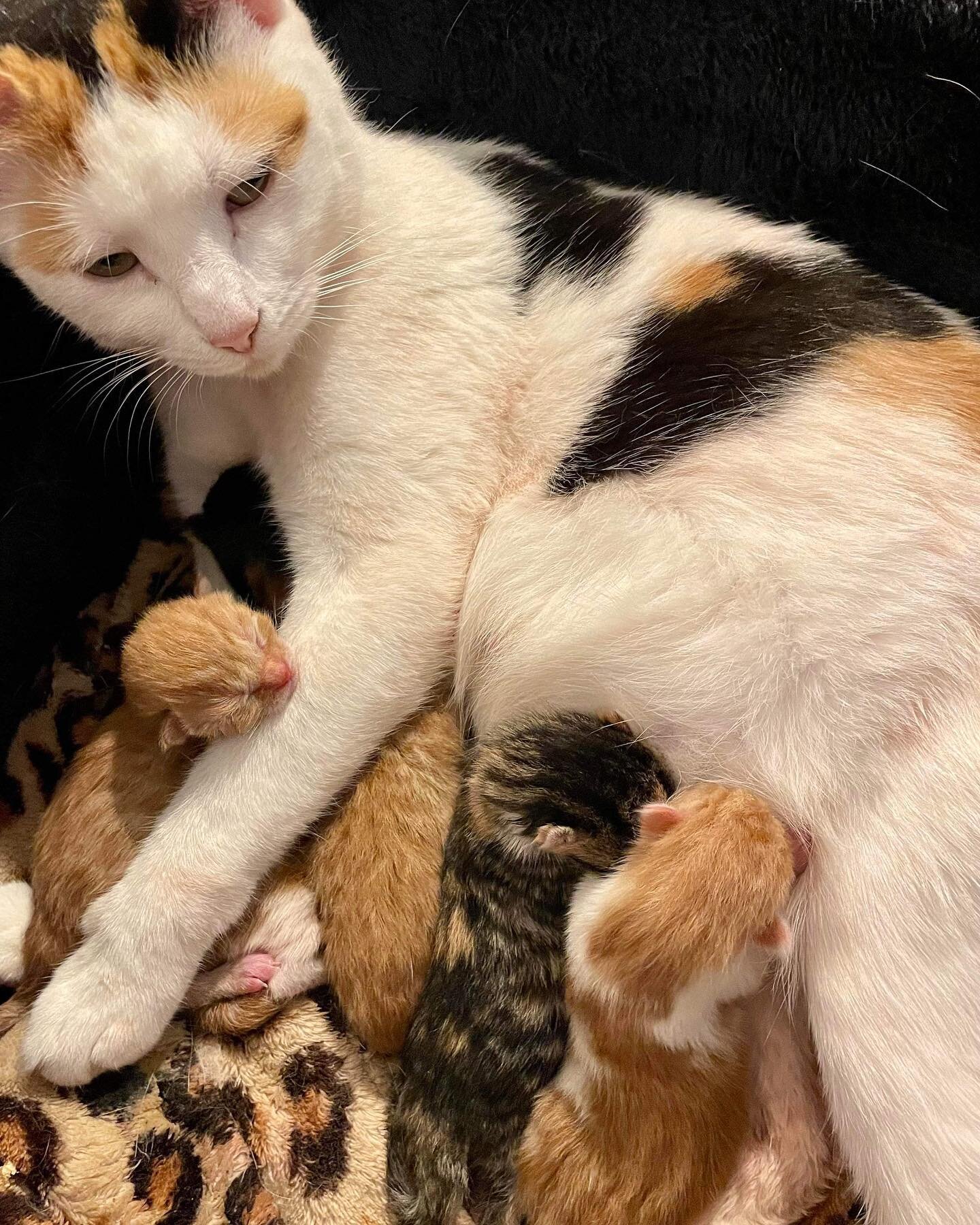 A little while back when we took a bunch of pregnant cats from the pound we were given the wrong cat. 
Never in a million years would we have sent her back so we found her a foster home and as it turns out,  she was pregnant!

Yesterday, Florence gav