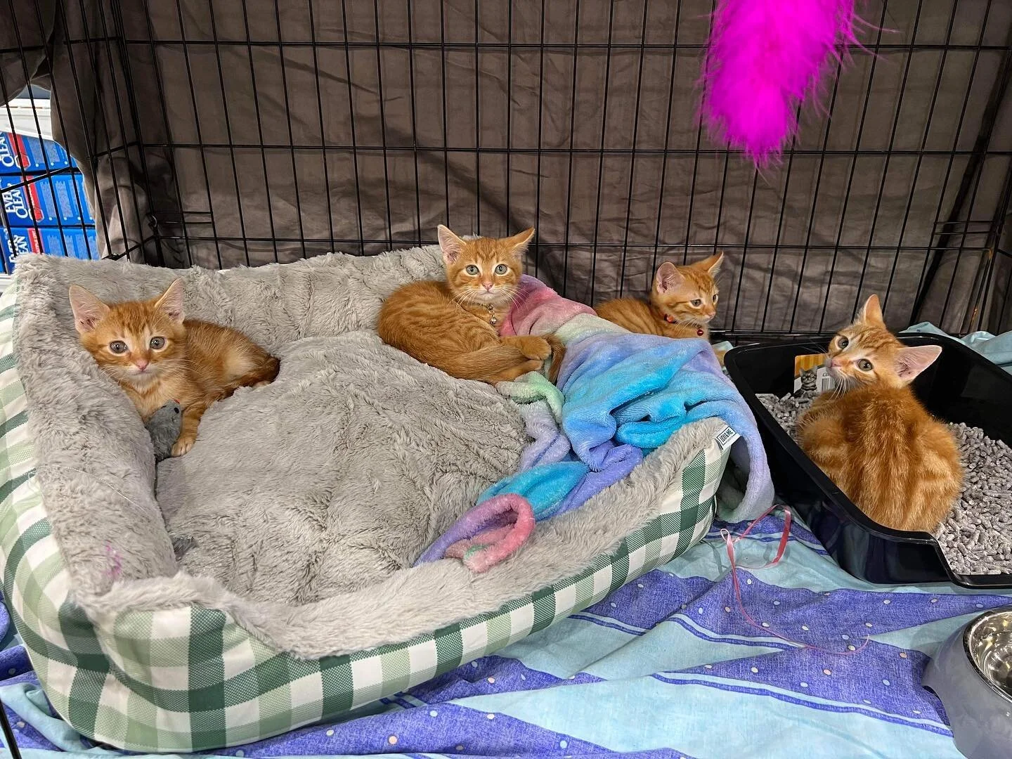 Foster Kittens Of Melbourne